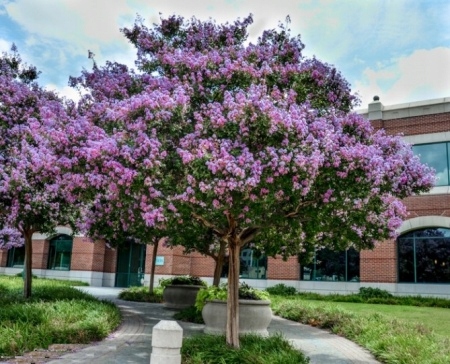 LAGERSTROEMIA MUSKOGEE KWITNIE 120DNI! SADZONKA 1L