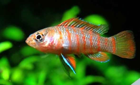 BADIS BŁĘKITNOPŁETWY BADIS BADIS EKH