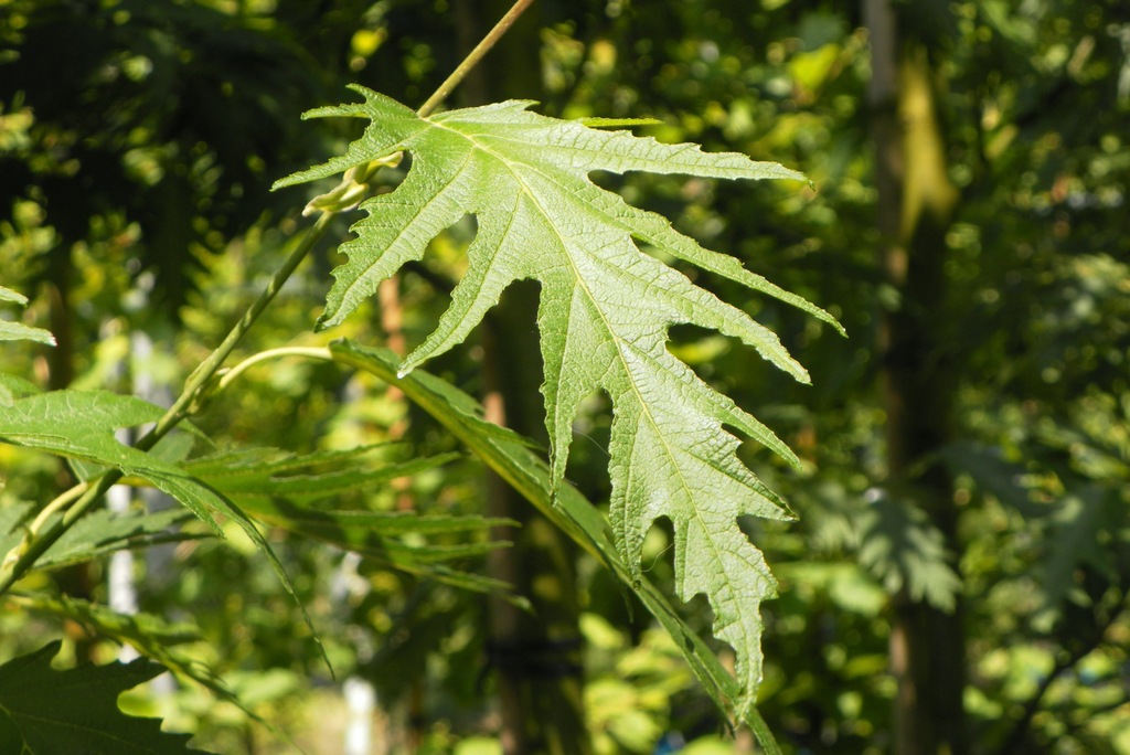 OLSZA SZARA 'LACINIATA' (ALNUS INCANA 'LACINIATA')