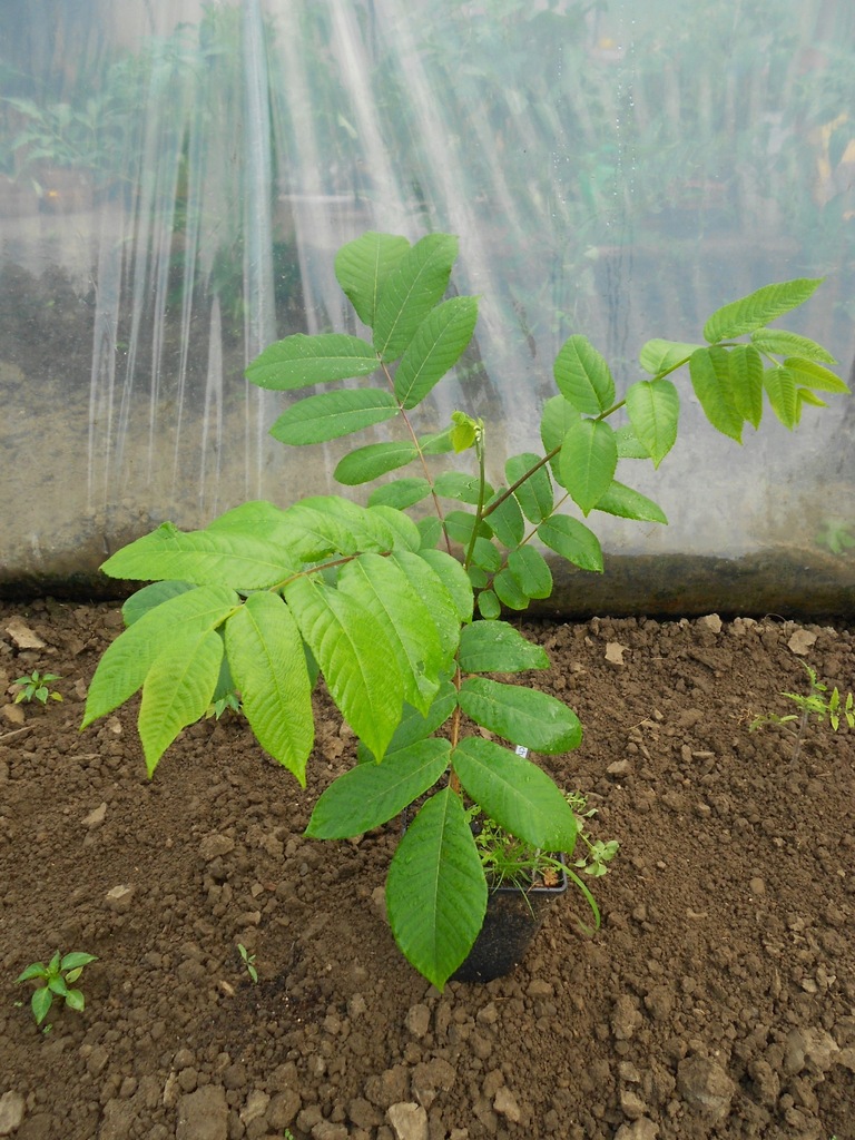 Orzech ajlantolistny (Juglans ailantifolia)