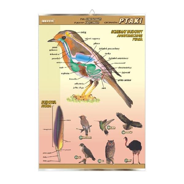 Ptaki - budowa anatomiczna