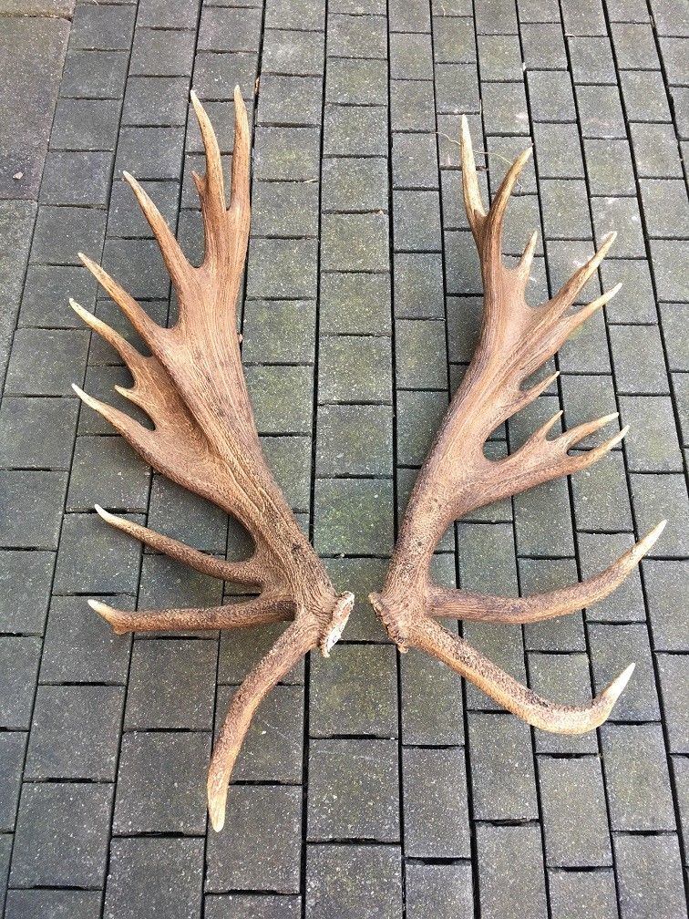 Zrzuty jelenia 10,82kg
