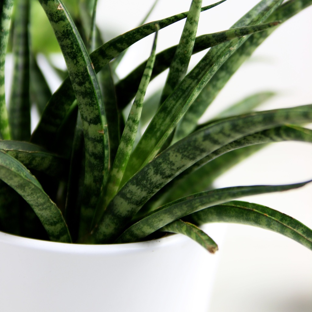 Sansewieria 'Fernwood Punk' Sansevieria WĘŻOWNICA