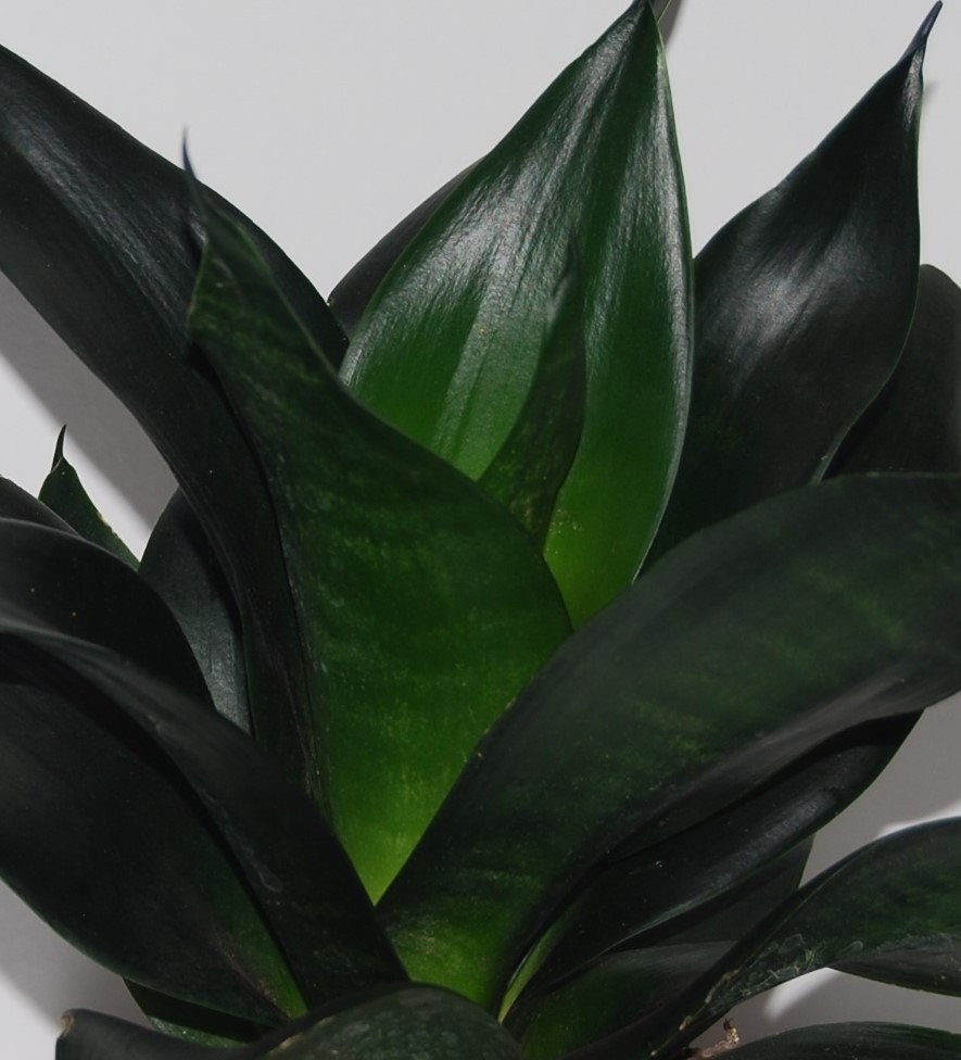 SANSEVIERIA TRIFASCIATA BLACK DRAGON