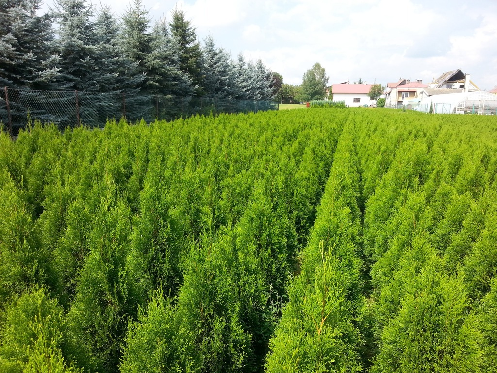 Tuja Szmaragd, Rzeszów