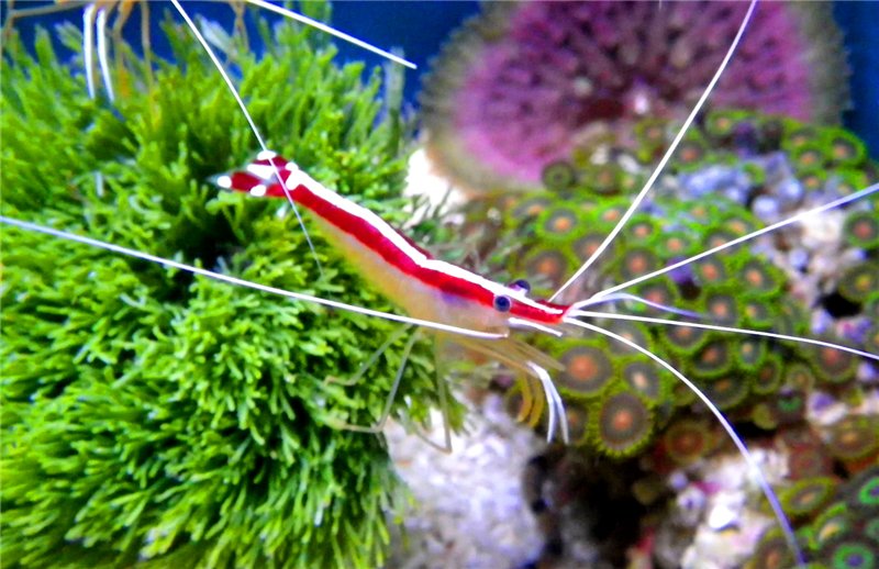 Lysmata amboinensis Krewetka czyszcząca