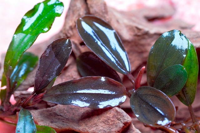 Bucephalandra PARIS