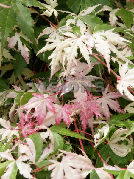 Acer palmatum 'Asahi Zuru' - Klon palmowy (4)