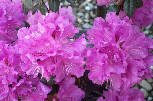 RODODENDRON P.J.M. ELITE PURPUROWORÓŻOWY 50-60 CM - 7118982970 ...