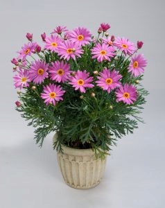 Złocień Argyranthemum Angelic Giant Pink