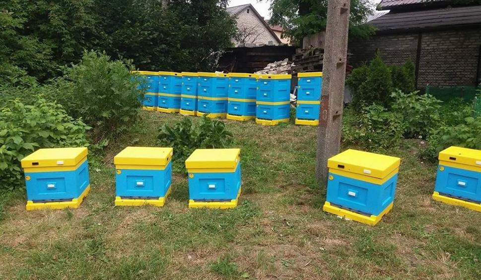Rodziny pszczele, odkłady pszczele 2018