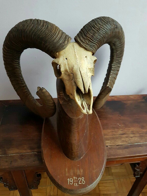 poroze  muflona