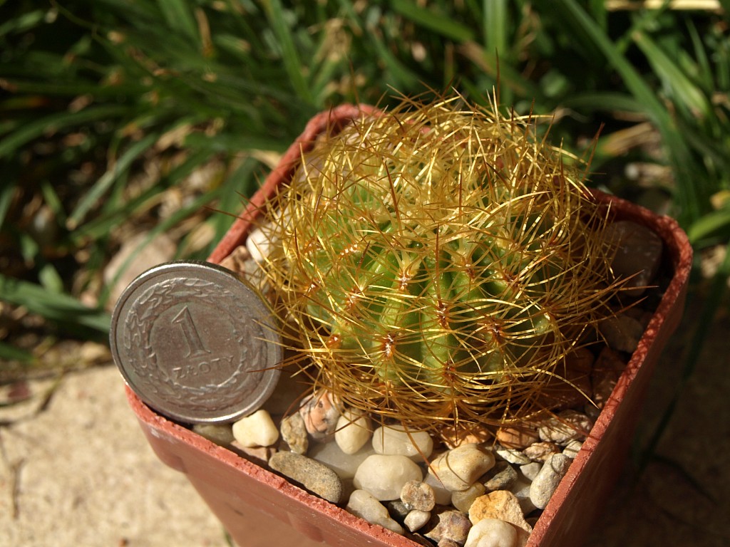 Oroya borchersii TB0312.2