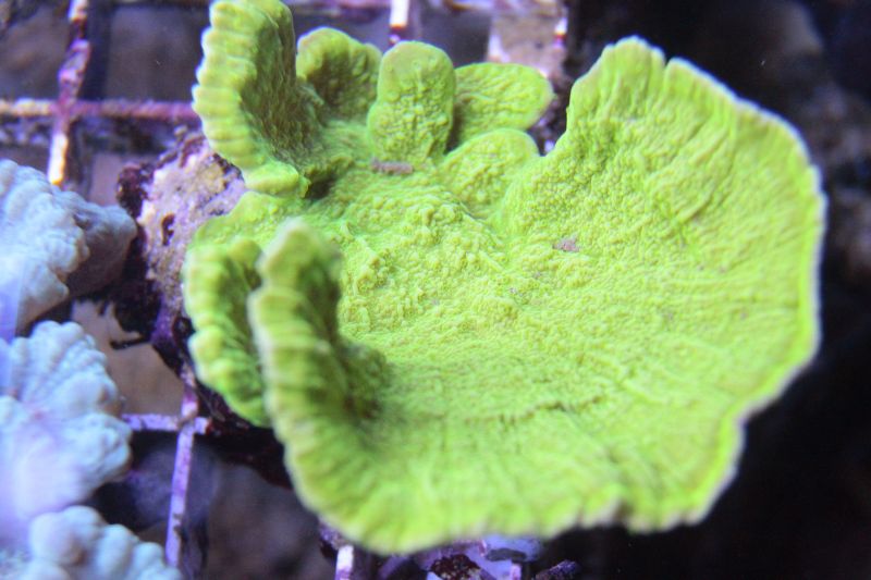 Koralowiec Koral Montipora talerzowa P03 Promocja