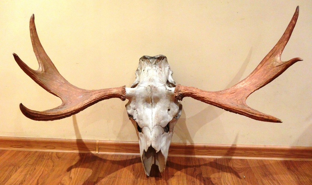 Poroże łosia piękne łopaty trofea 80 cm