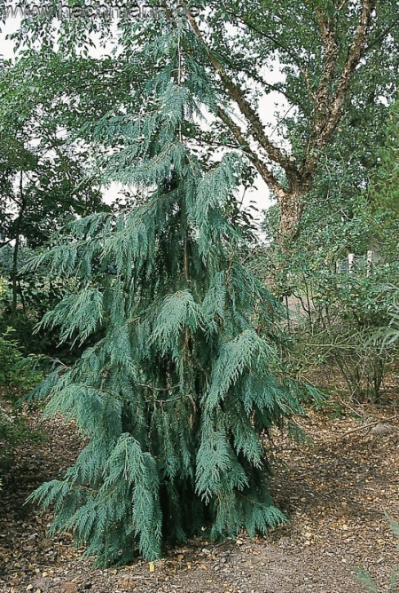 C2 CYPRYSIK NUTKAJSKI KLIPPERT 30-50CM. KRZEWY24