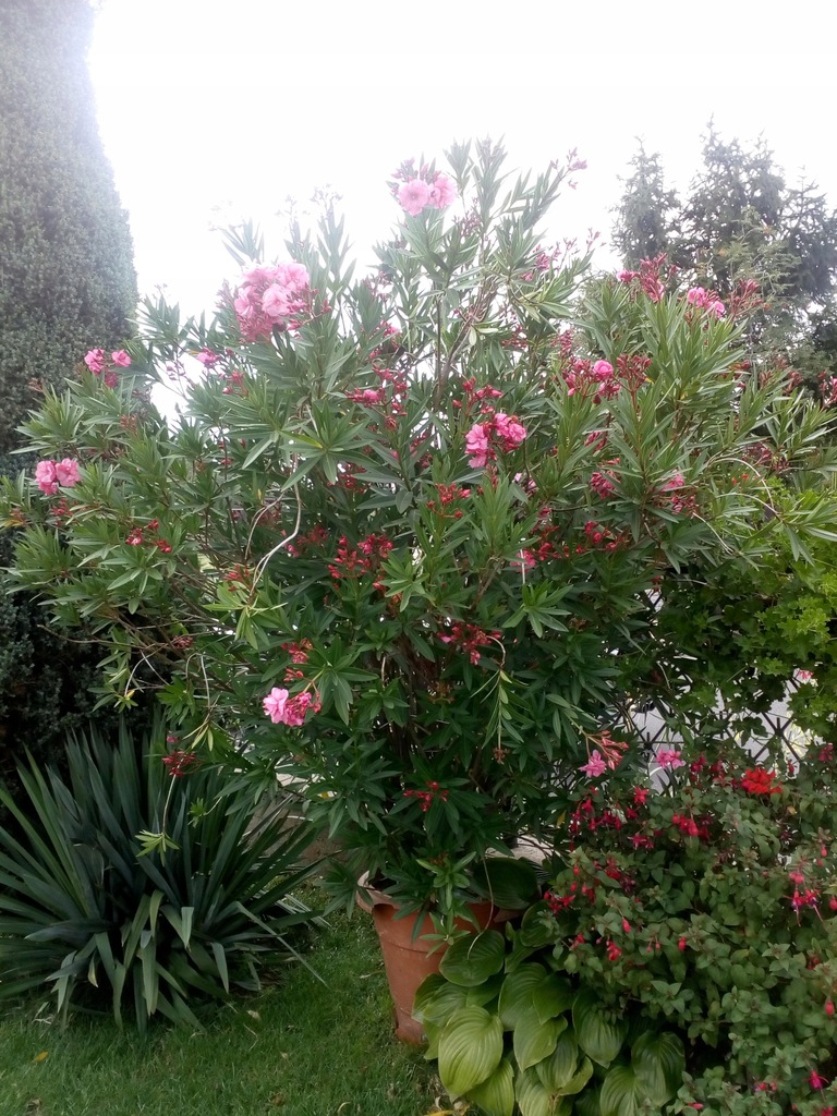 Oleander 200cm