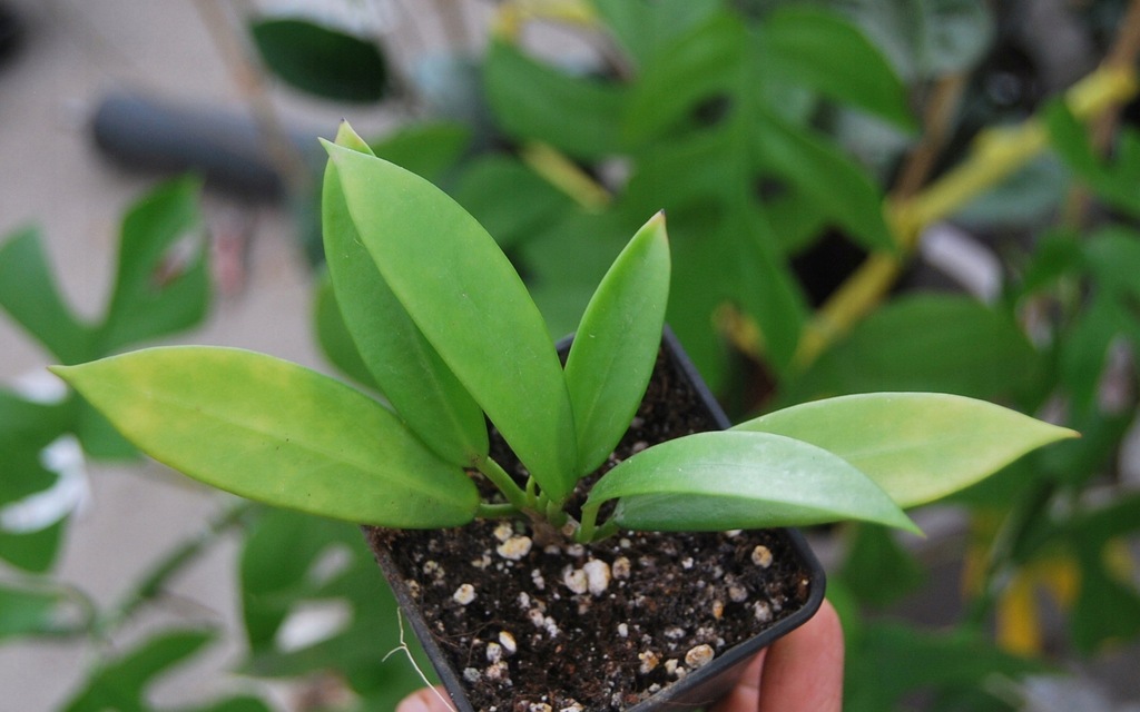 Hoja hoya pubicalyx Black Dragon czarne kwiaty!