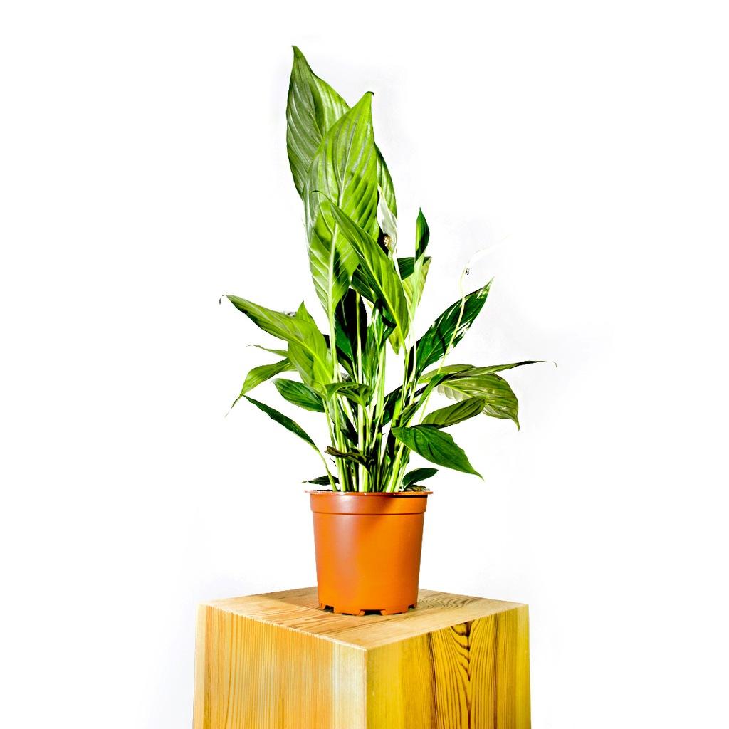Spathiphyllum 'Mauna Loa' Skrzydłokwiat 70cm 
