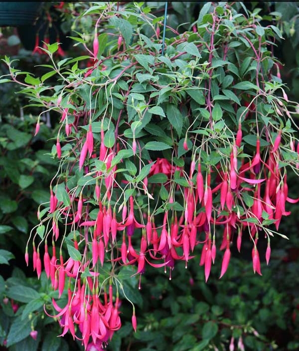 Fuksja hybrida Frozen Tears forma kaskadowa