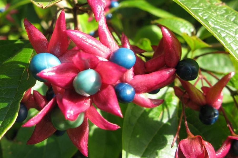 SZCZĘŚLIN PÓŹNY ( CLERODENDRUM TRICHOTOMUM)