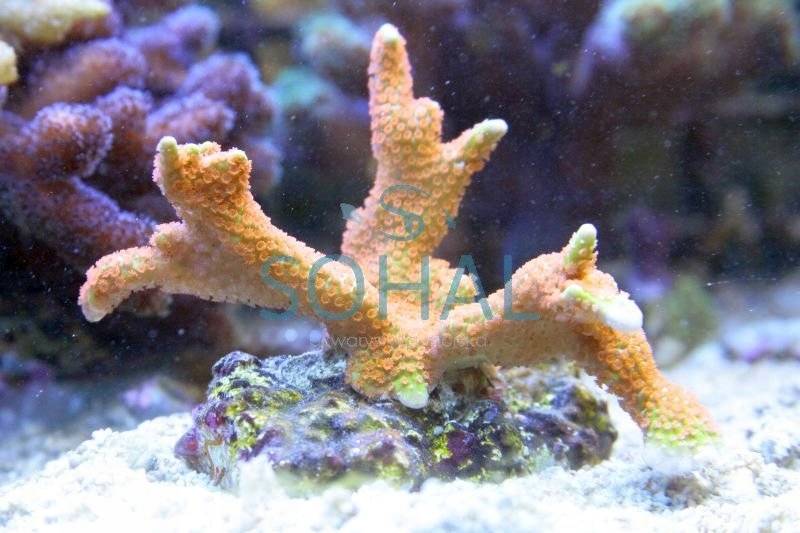 Montipora Samarensis 02 Koralowiec Koral