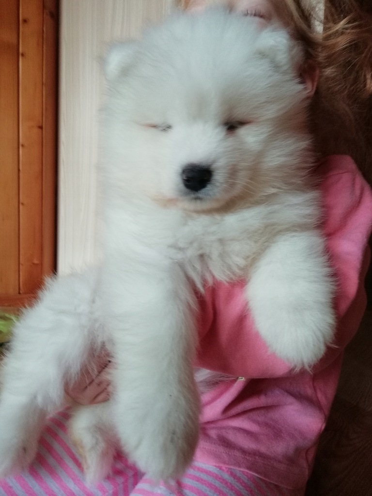 SAMOYED / SAMOJED szczenięta po impotcie z USA