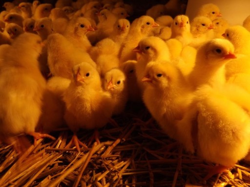 Kury leghorn pisklaki seksowane pełna dokumentacja