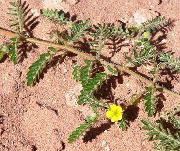 Buzdyganek Naziemny (Tribulus Terrestris) Nasiona