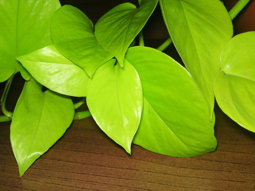Philodendron hederaceum Aureum