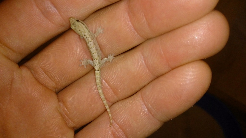 Gekon płaczący ( Lepidodactylus lugubris )