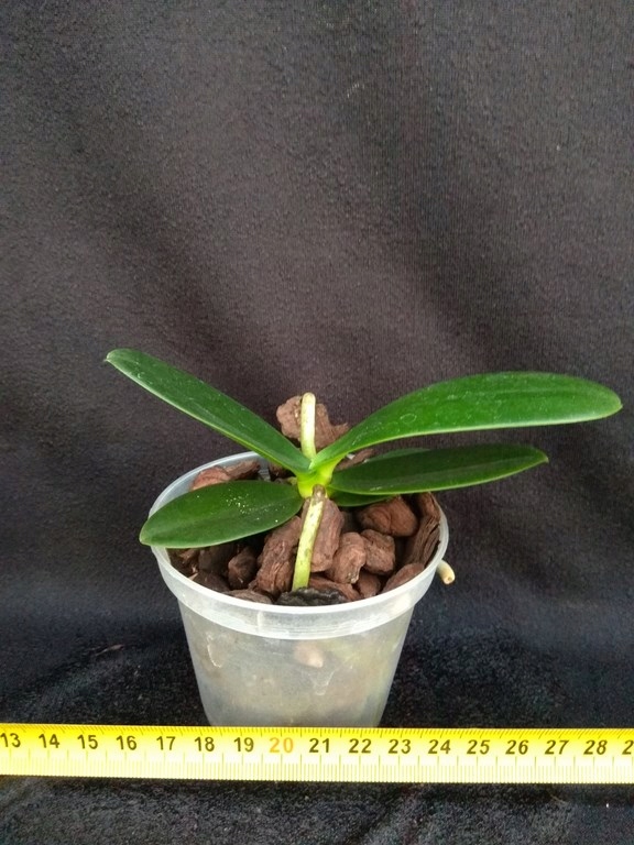 Phalaenopsis (Sedirea) japonica (FS)