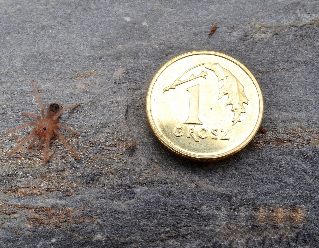 Młody Ptasznik Olbrzymi- Lasiodora parahybana L2