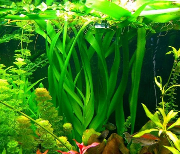 krynia Tajlandzka Crinum Thaianum