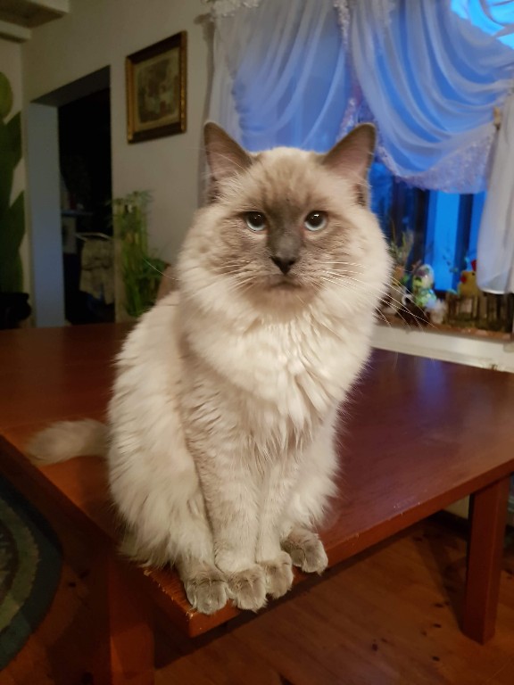 Ragdoll kocur Pięciopokoleniowy rodowód