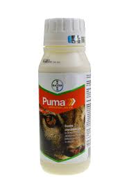 puma na chwasty