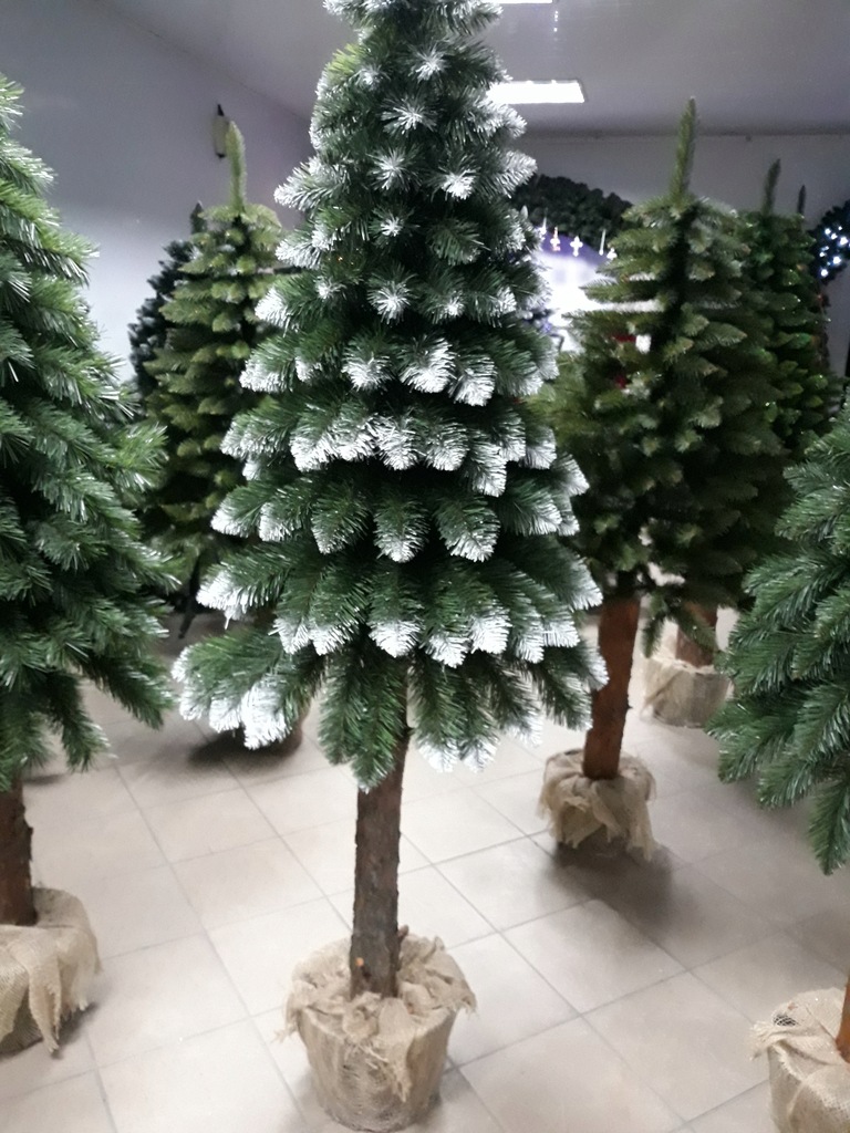 Choinka na pniu Stuczna Świerk DIAMENTOWY 200cm. 7671828869