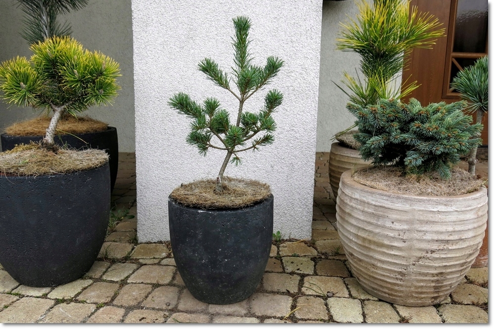 Pinus parviflora 'Kobe'- Unikat !!!