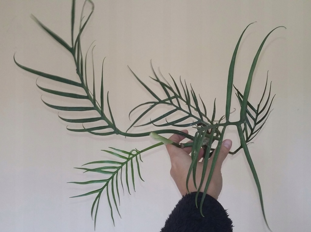 Philodendron tortum