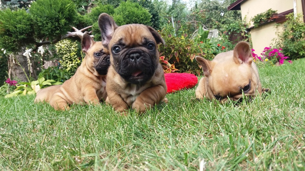 Buldog Francuski FCI, ZKwP