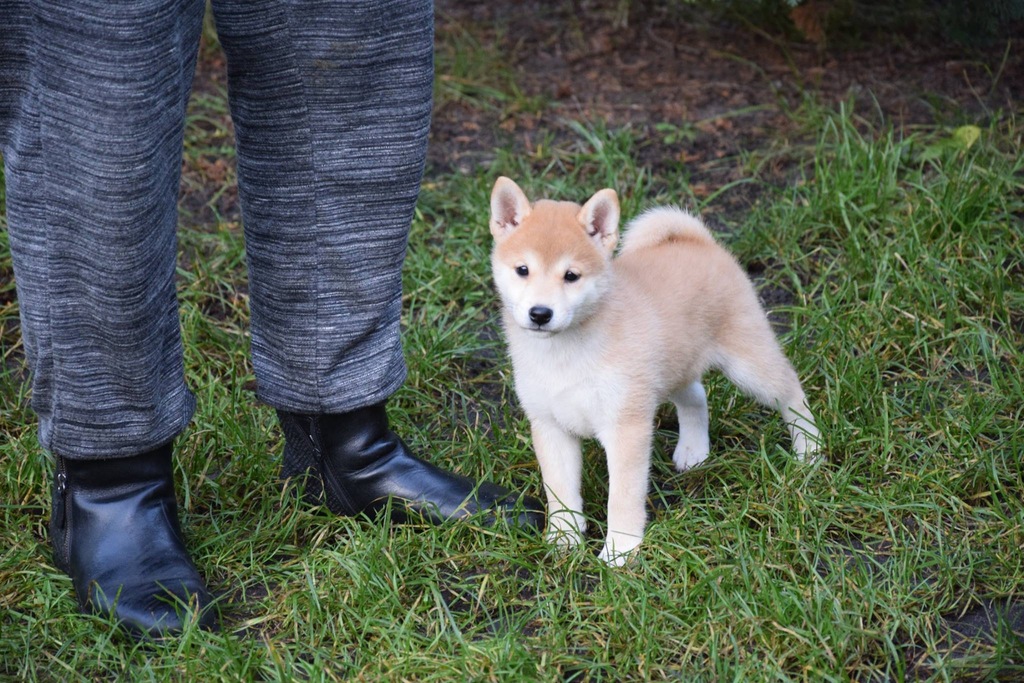 Shiba Inu piękna rodowodowa FCI suczka