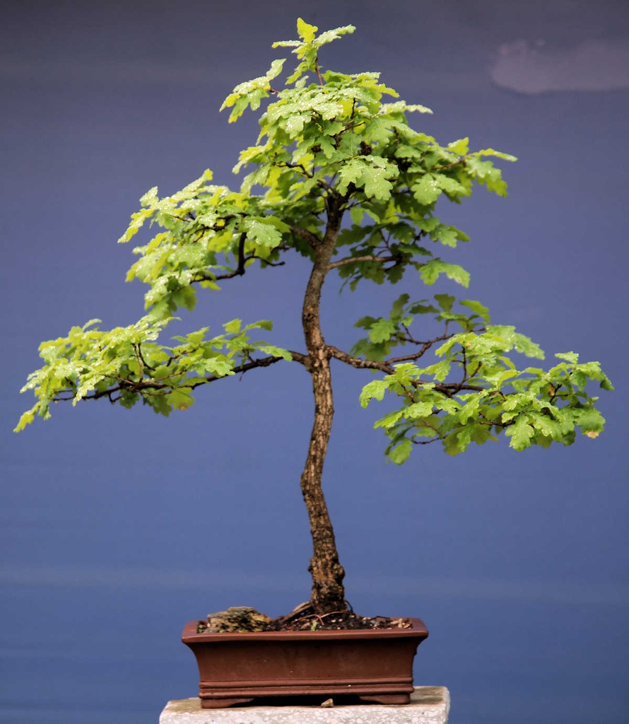 Bonsai - Dąb do formowania.