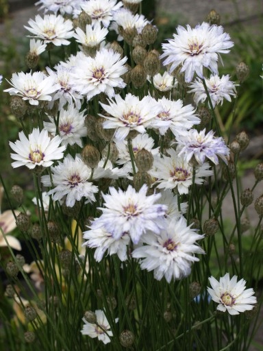 KUPIDYNEK BIAŁY - Catananche caerulea sadzonka 0,5