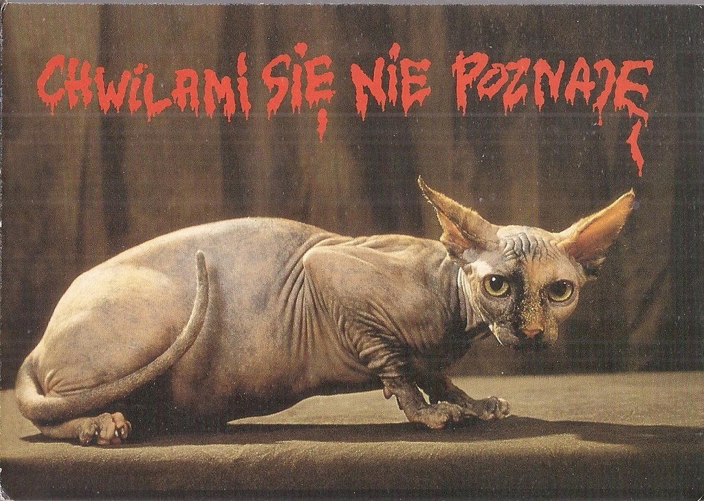 pocztówka KOT SFINKS Pan Dragon nr 42