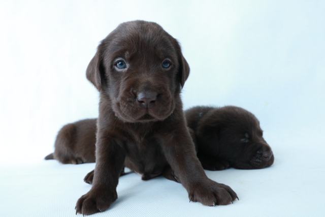Szczenięta rasy Labrador Retriever (FCI)