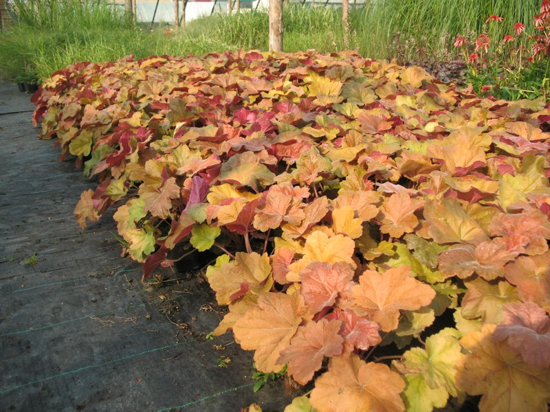 B269 Zurawka Southern Comfort Heuchera P9 7159098825