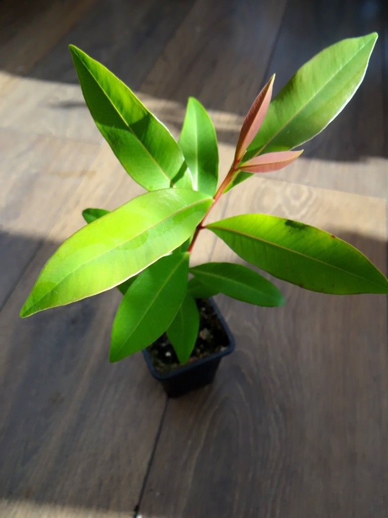 Śliwa Java (Syzygium Cuminii) SADZONKA