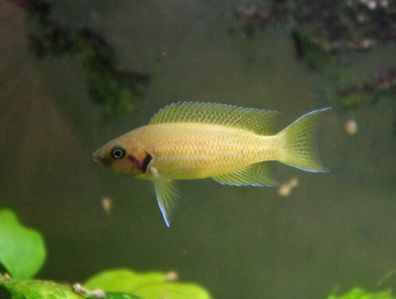 Neolamprologus helianthus - rzadkie księżniczki