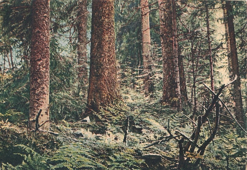 GÓRY ŚWIĘTOKRZYSKIE - PUSZCZA JODŁOWA - 1959R