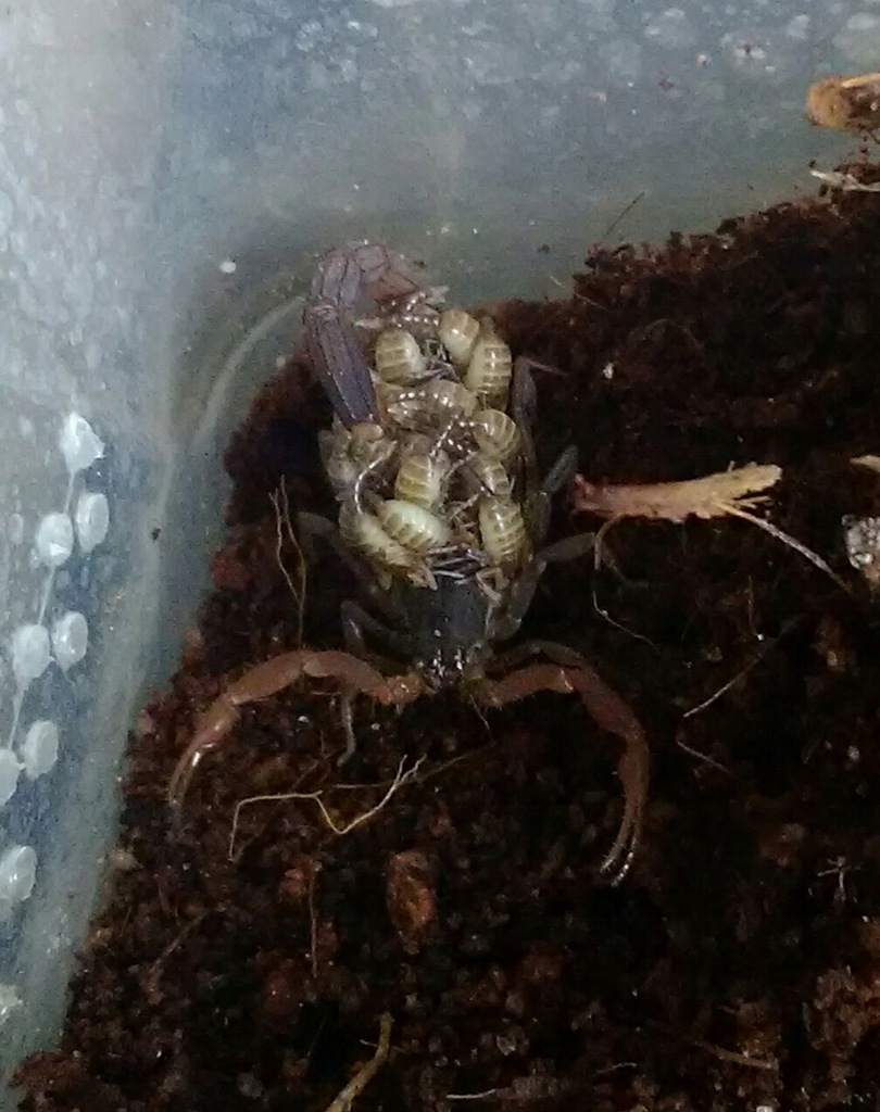 SKORPION Lychas Tricarinatus młode L2 GRATIS